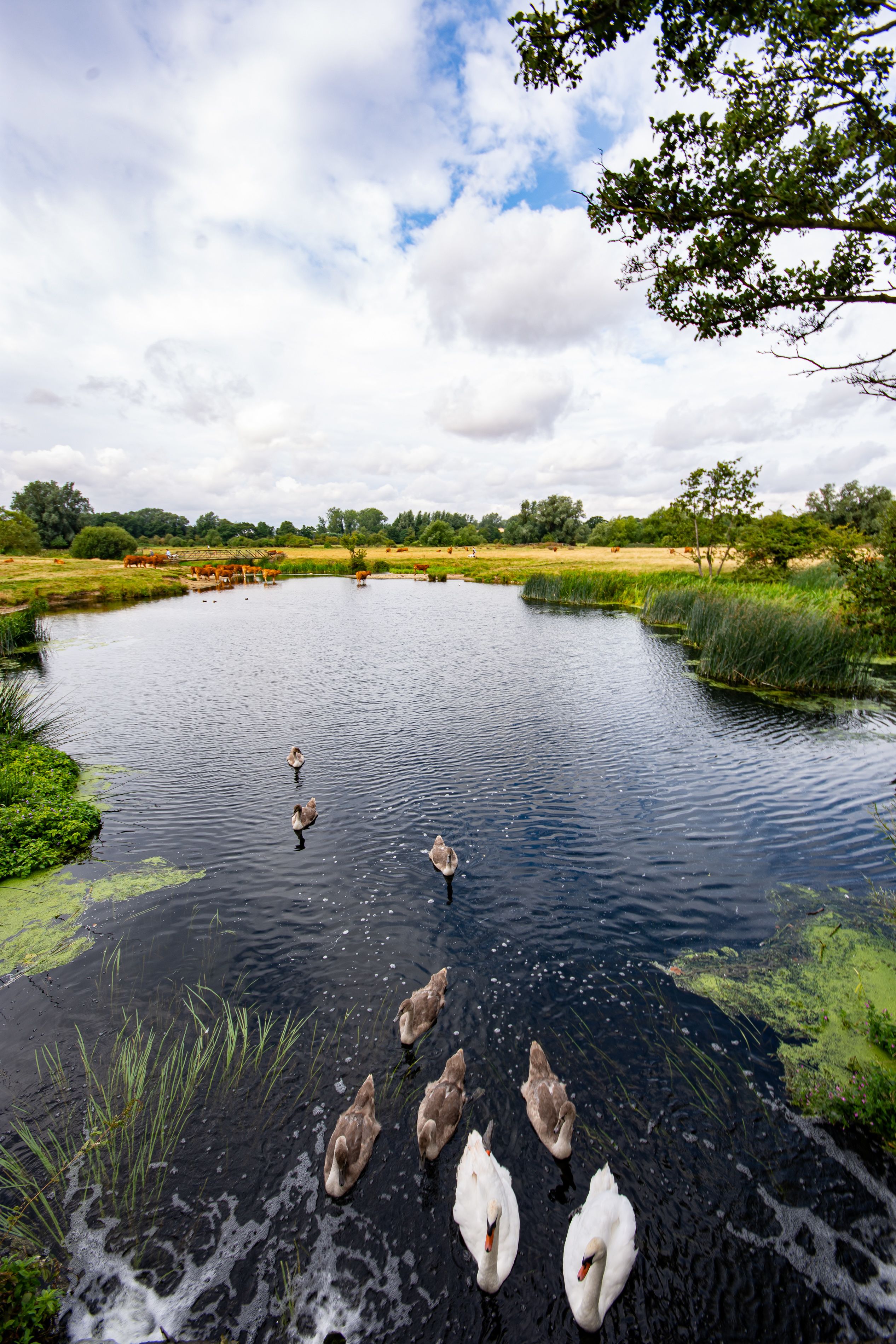 A serene pond with swans and ducks, surrounded by lush greenery and trees.