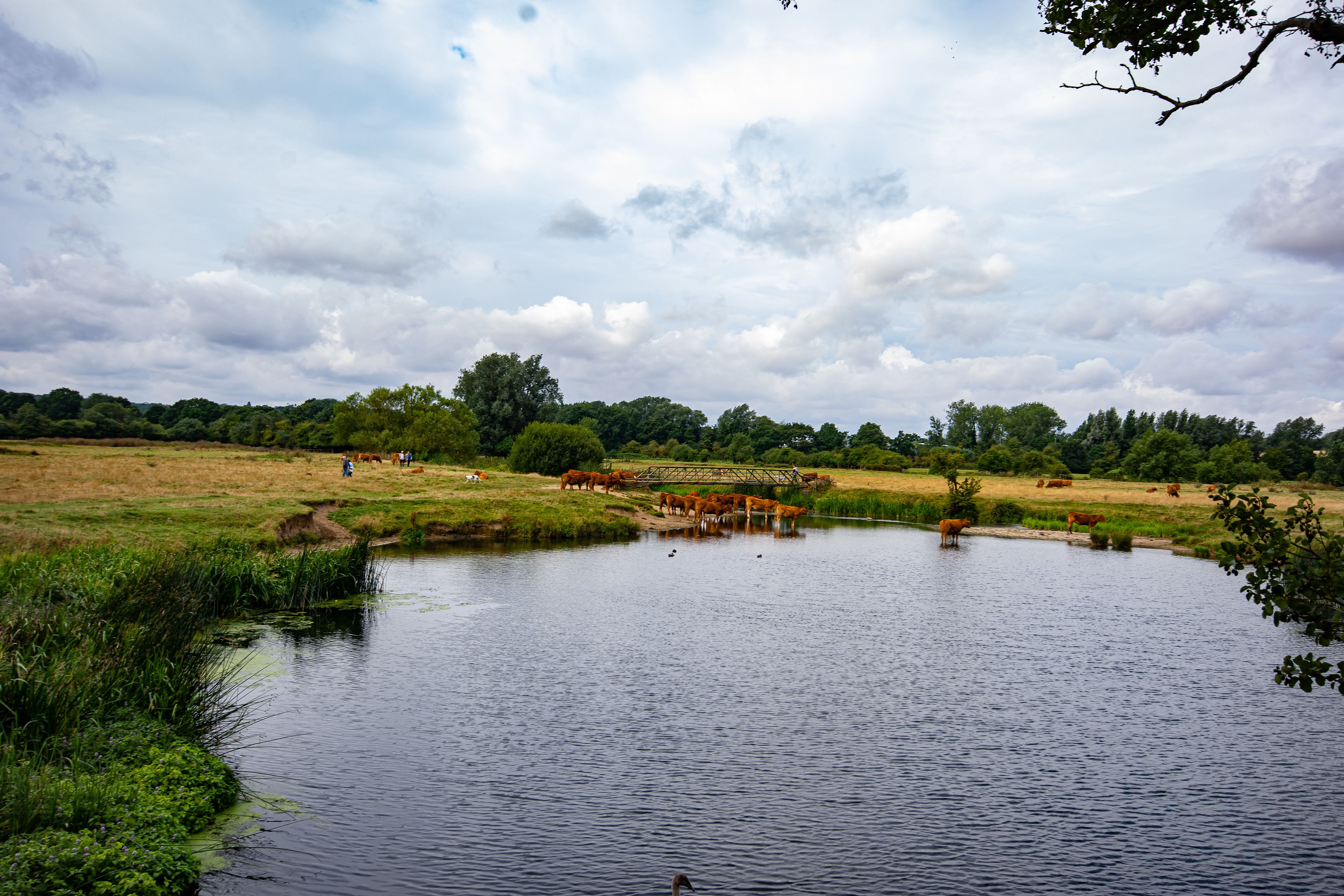 A serene landscape with a pond, cattle grazing, and a bridge in the background.