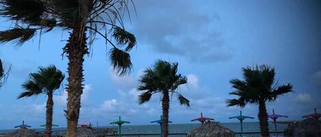 A beachside view with palm trees, a white picket fence, and beach umbrellas.