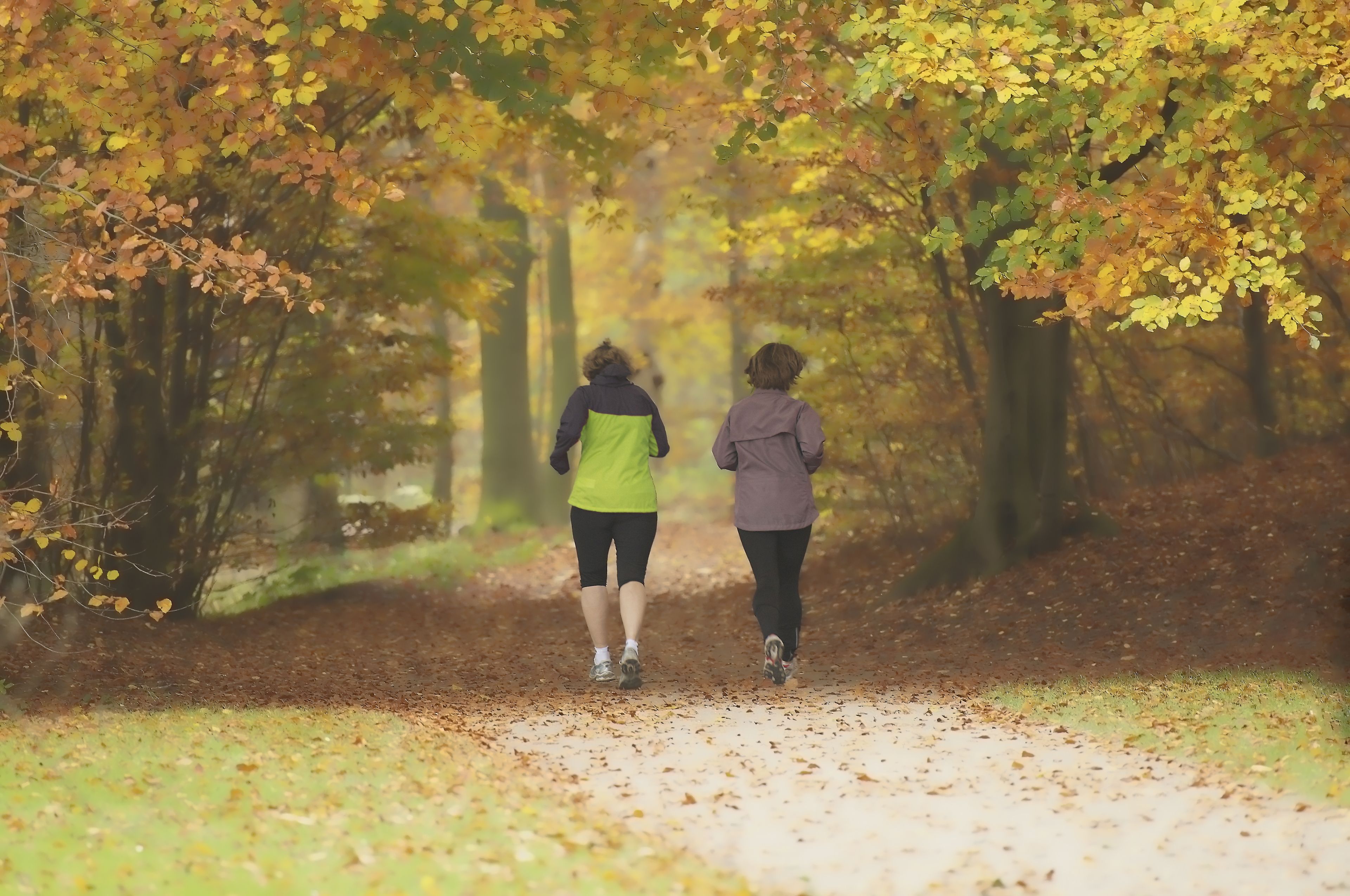 Two people walking on a leaf-covered path in a forest.