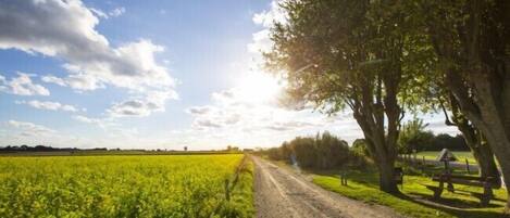 A dirt road leading through a green field with trees on one side.