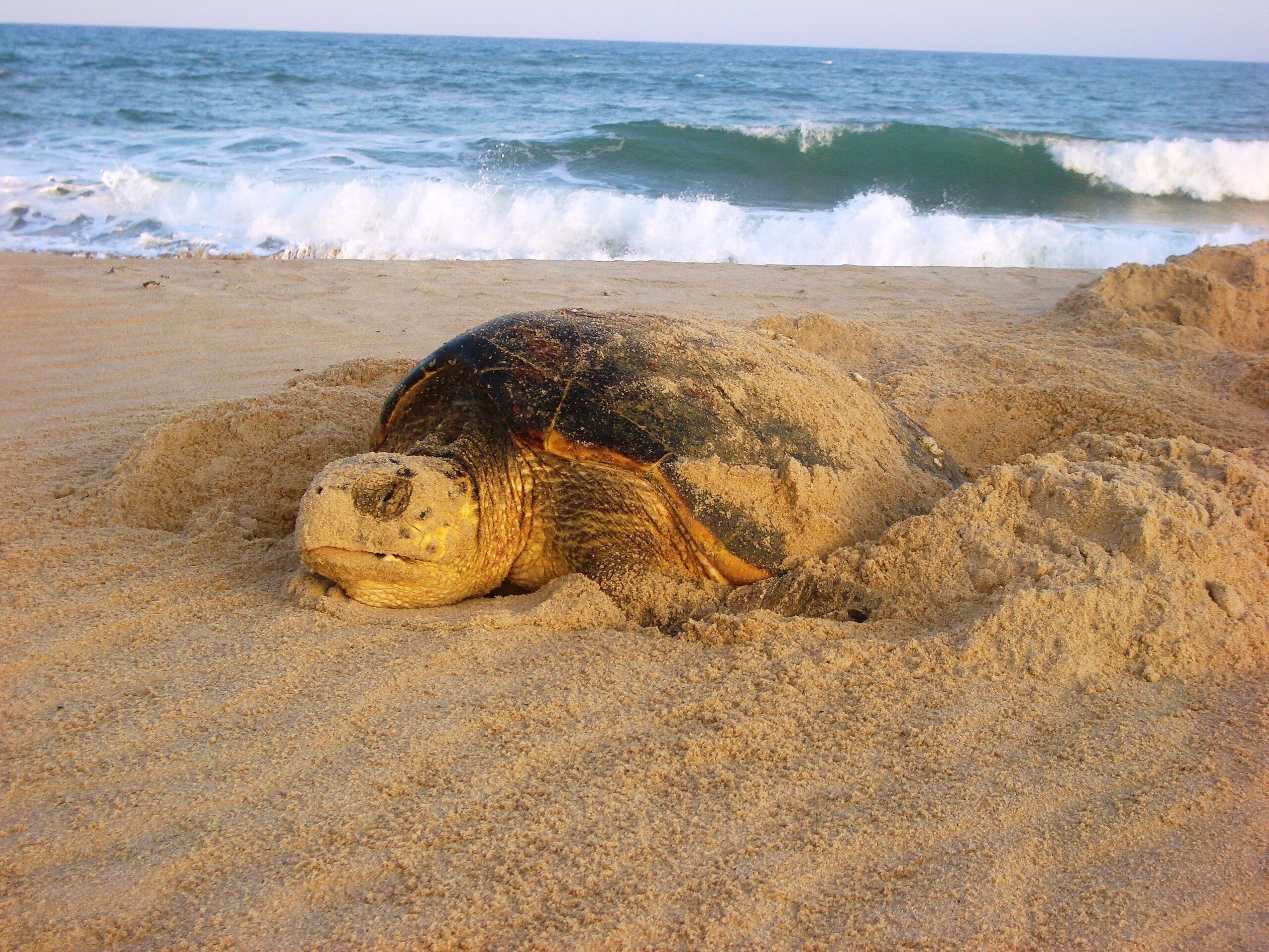 Una tortuga en una playa arenosa con olas al fondo.