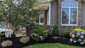 A house with a stone facade, a large arched window, and a well-maintained garden with hydrangeas and shrubs. - Clarence Inn (Clarence)