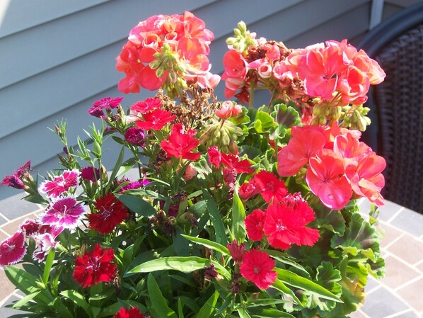Una planta en maceta con diversas flores, entre ellas rojas y rosas, sobre una superficie de baldosas.