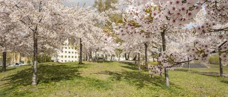 Un parque con cerezos en flor y un edificio al fondo.