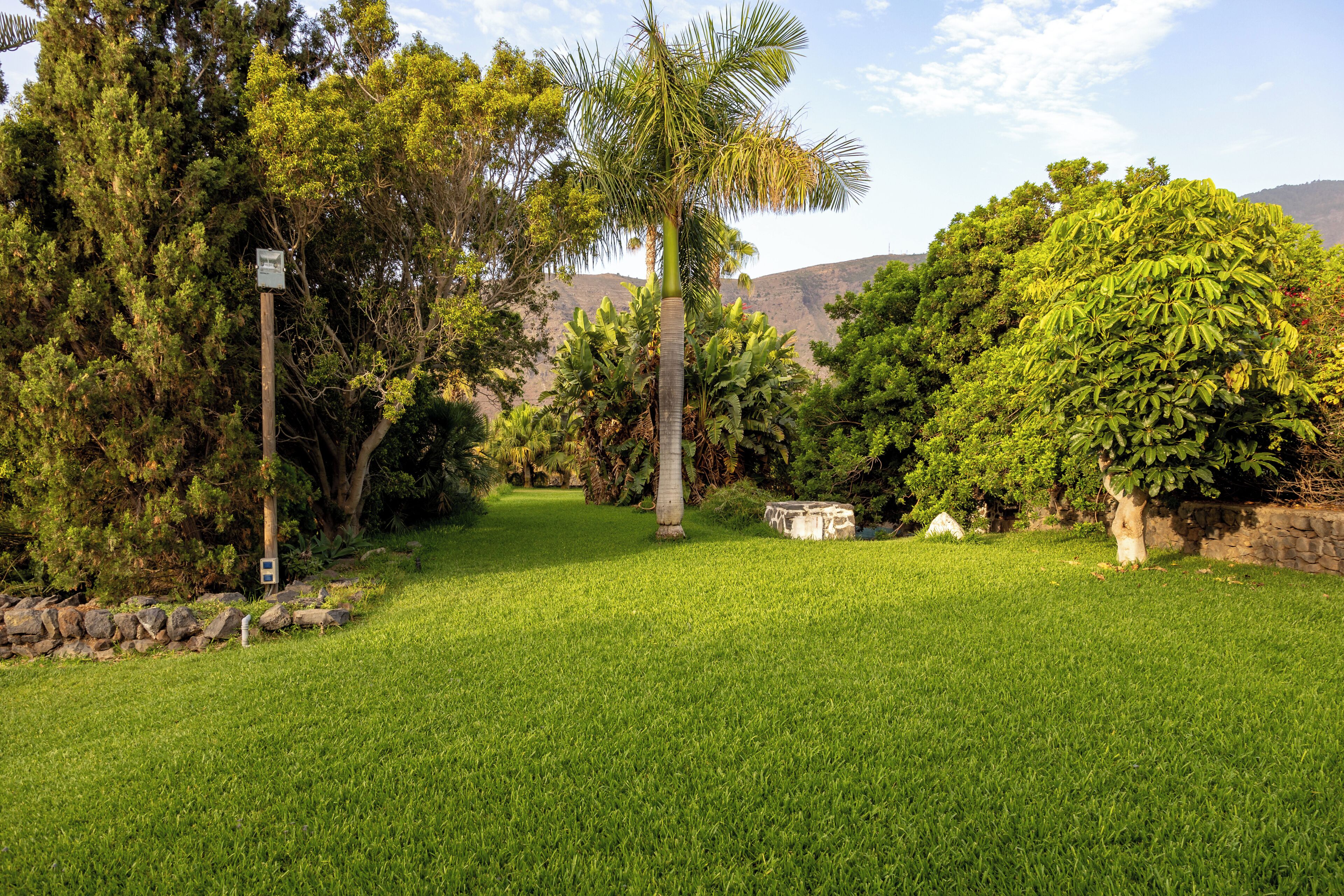 Un área verde bien cuidada con diferentes árboles, entre ellos palmeras, y un muro de piedra.