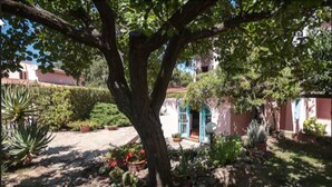 A garden with a large tree, potted plants, and a building with a blue door. - Hotel Scintilla (San Teodoro)