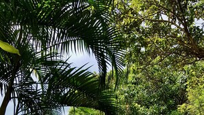 A tropical house with a thatched roof, surrounded by lush greenery and a stone pathway leading to the entrance. - Beyond The Blue Horizon Villa Resort (Ko Pha-ngan)