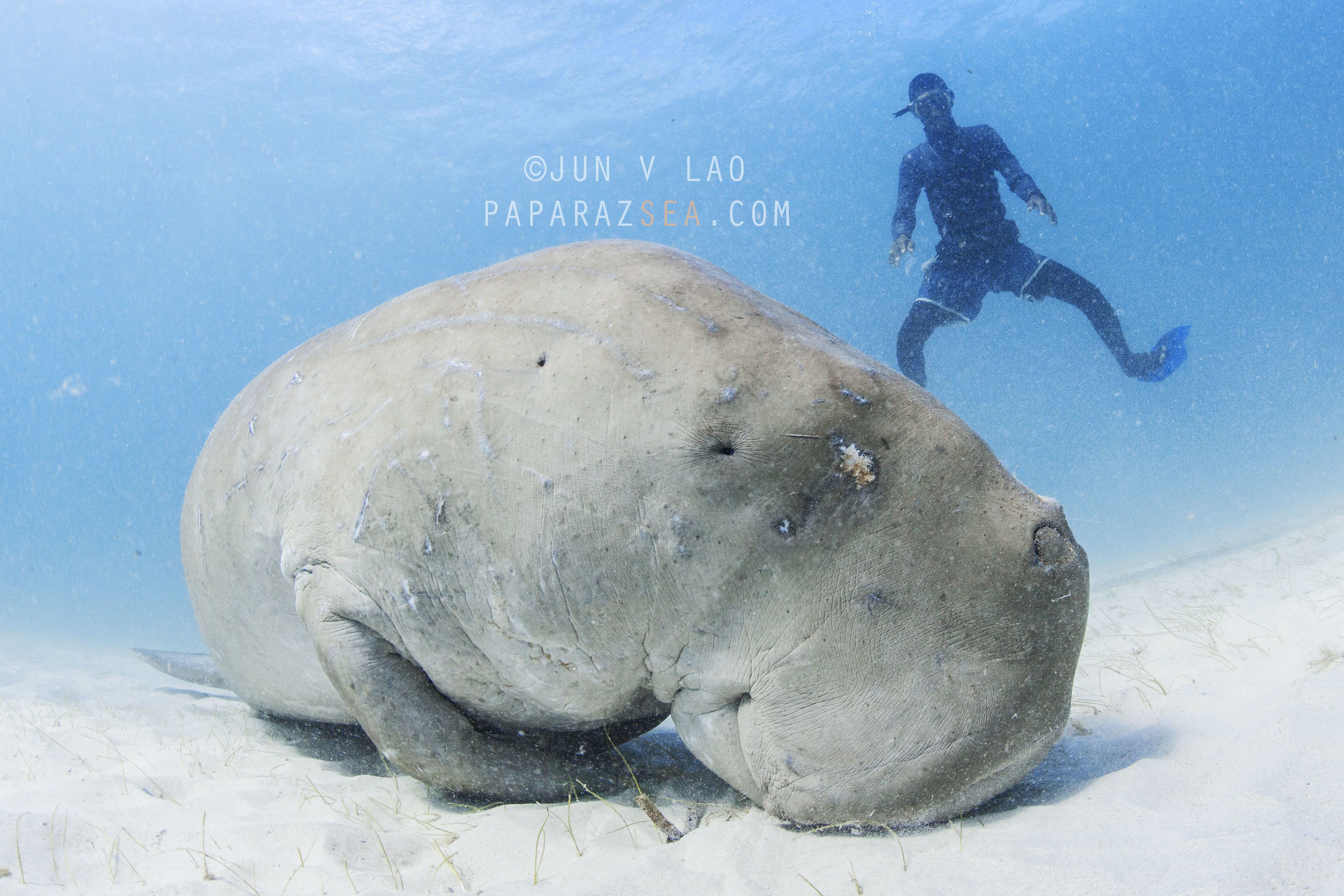 A manatee resting on a sandy seabed with a diver in the background.
