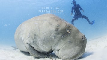 A manatee resting on a sandy seabed with a diver in the background.