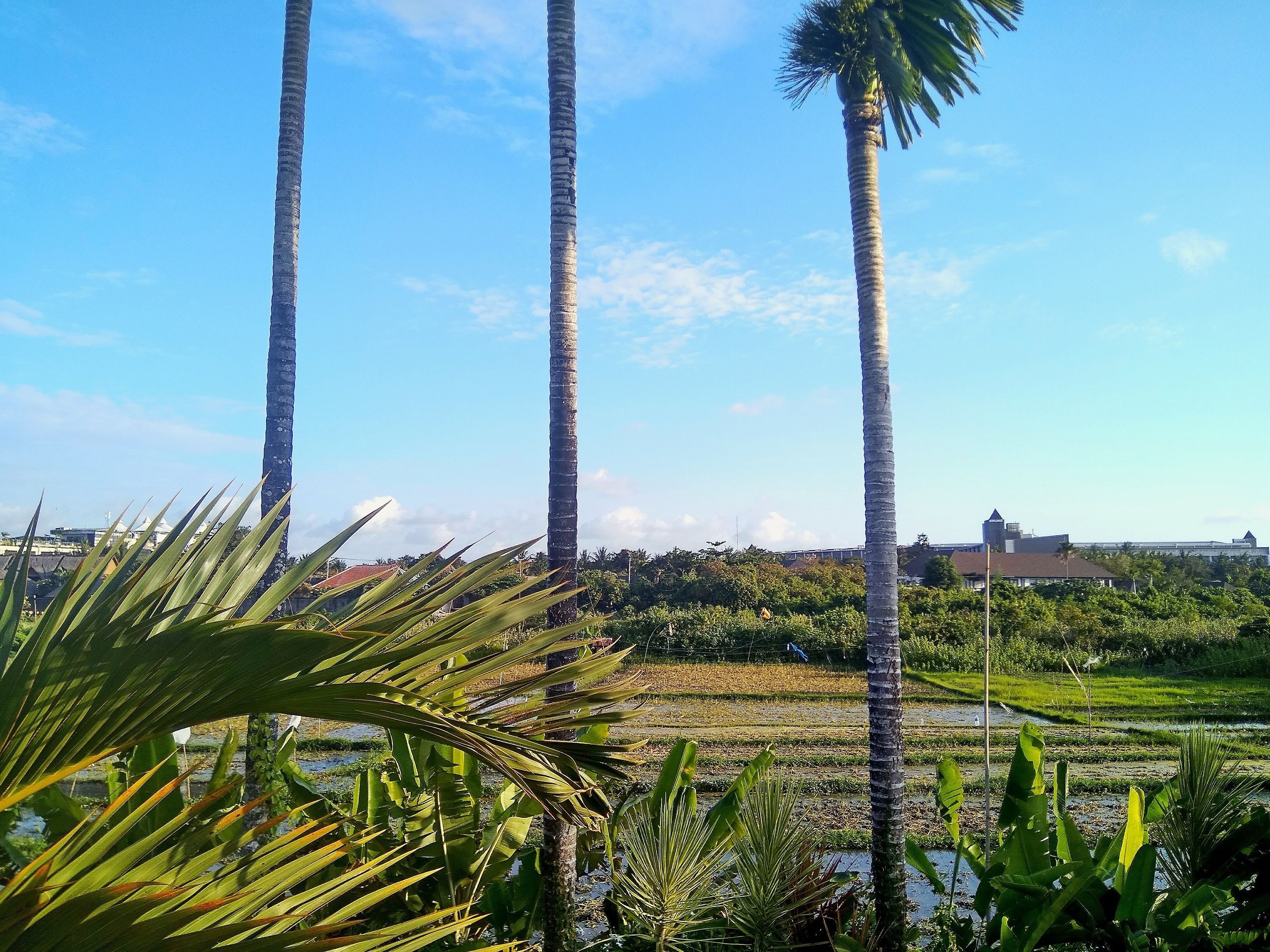 A view of tall palm trees and a distant building.