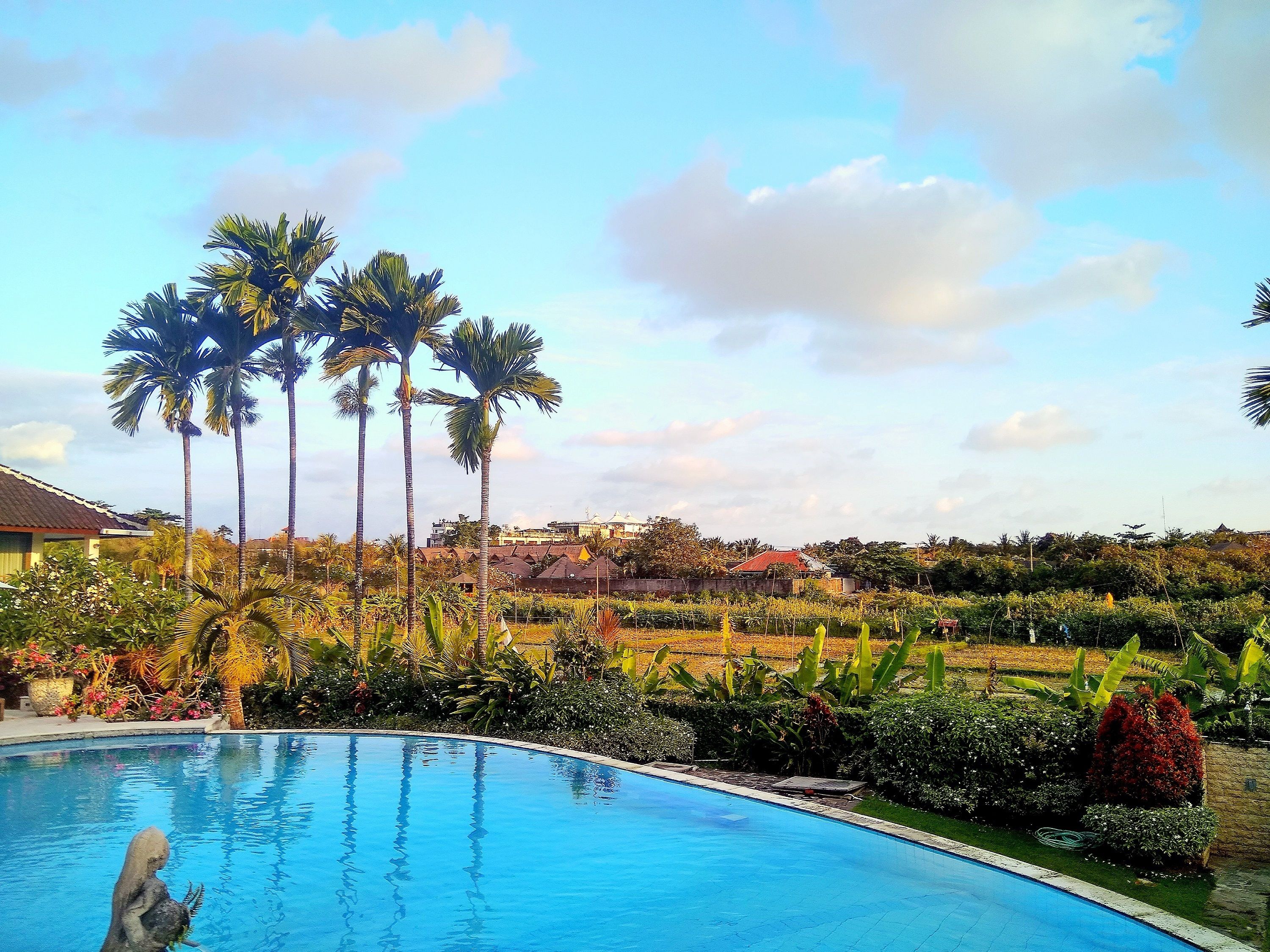 A swimming pool surrounded by lush greenery and tall palm trees.