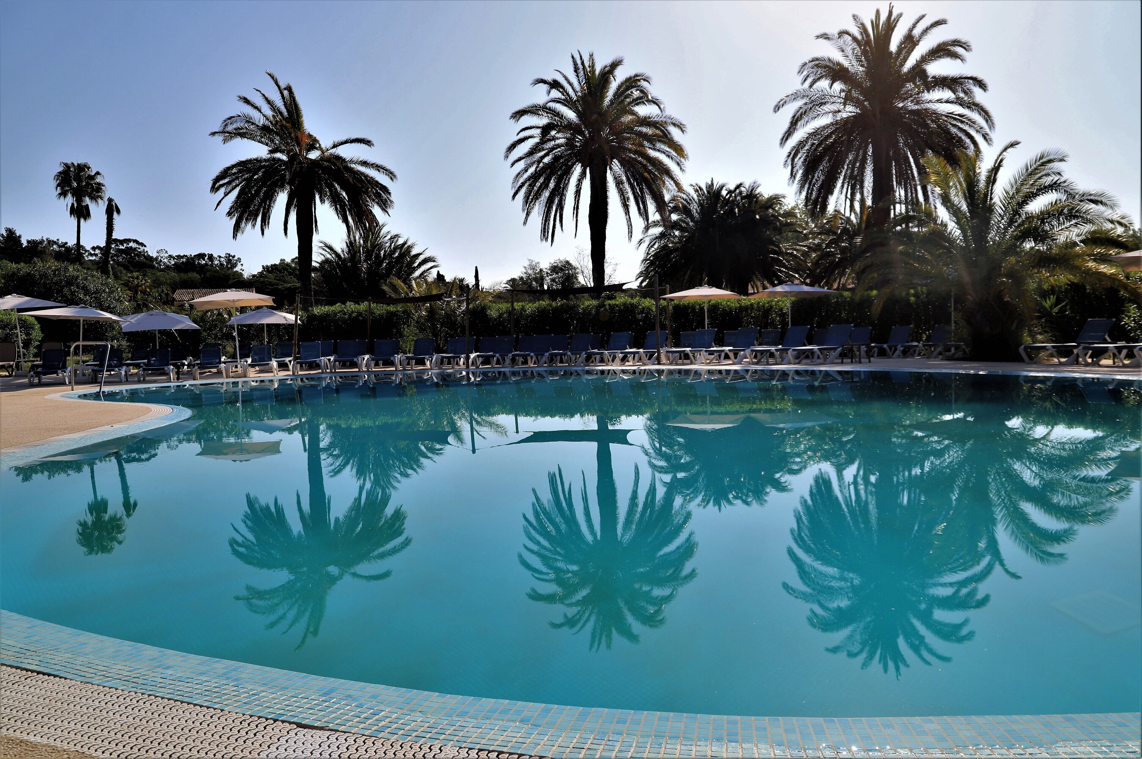 A swimming pool with palm trees and lounge chairs.