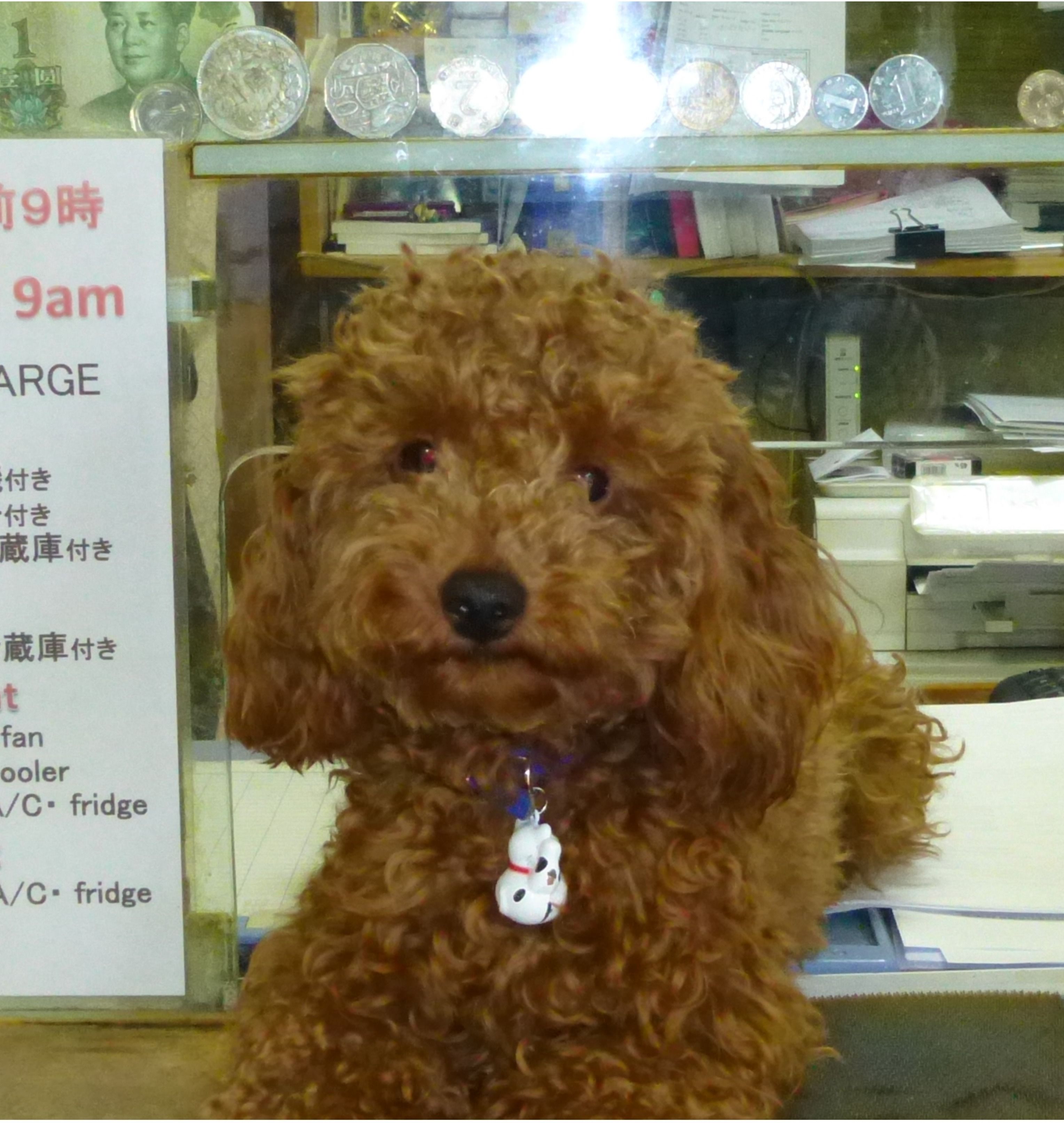 Foto - Hotel Diamond