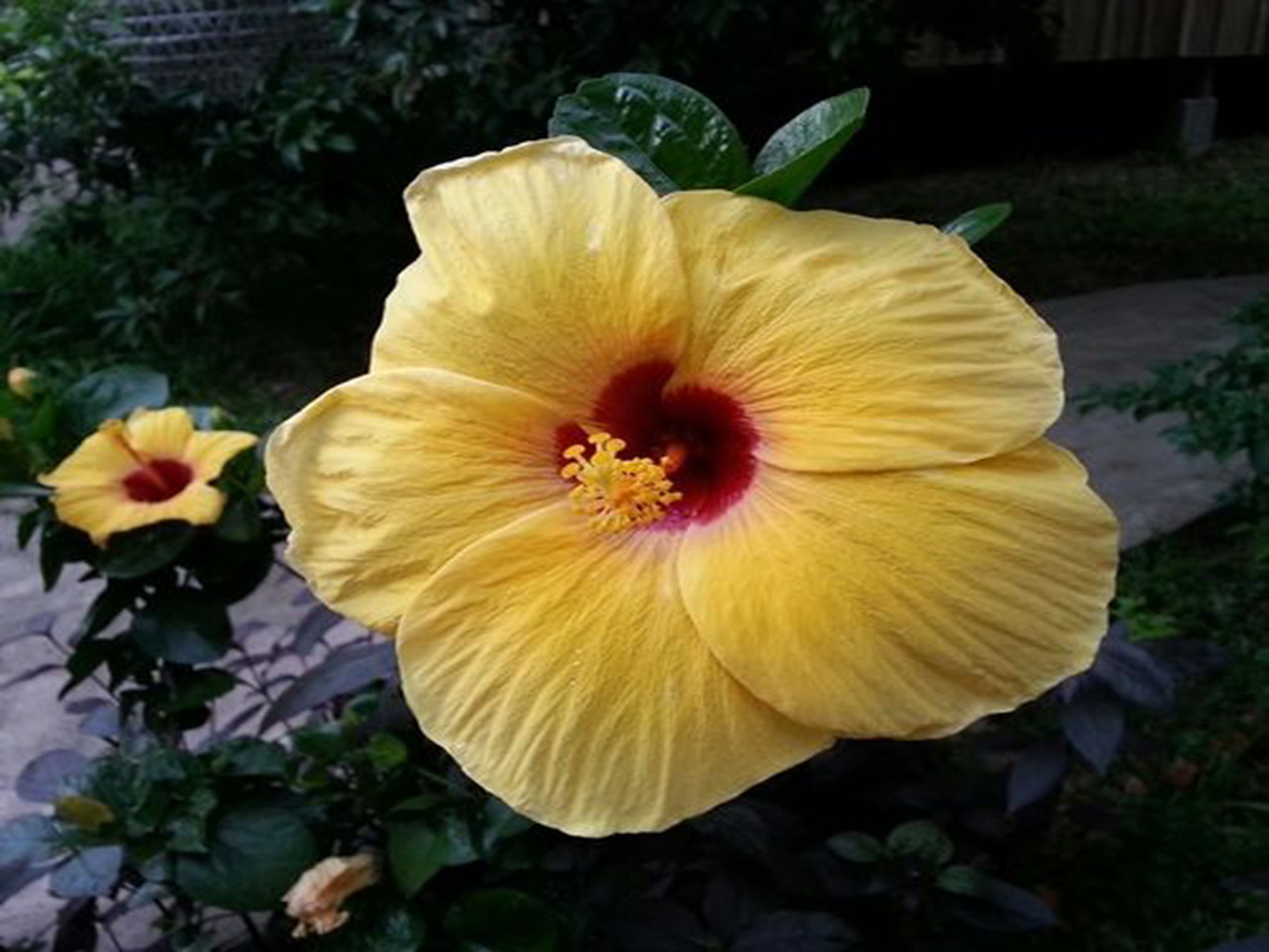Eine gelbe Hibiskusblüte mit dunkelroter Mitte, umgeben von grünem Laub.