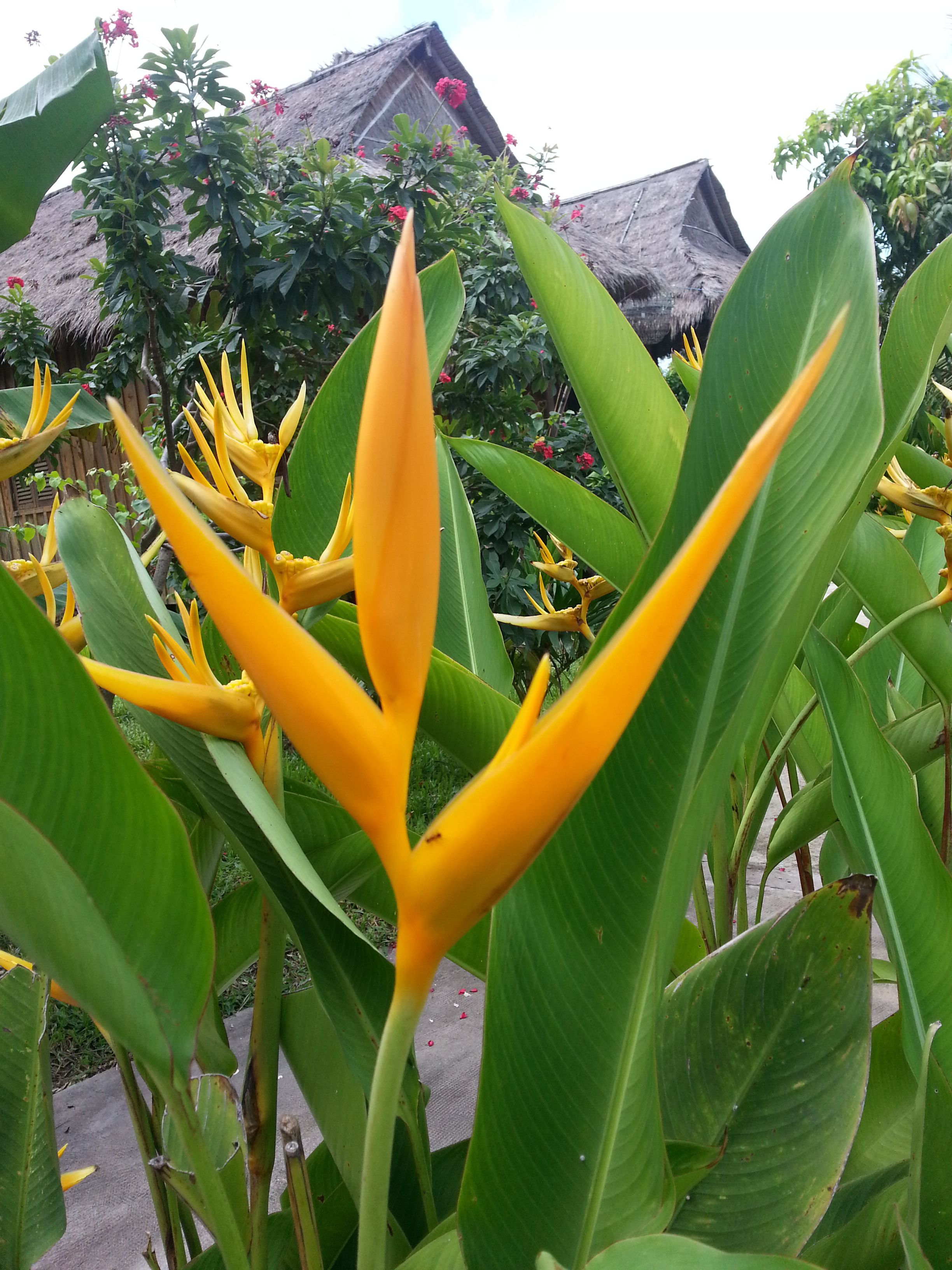 A close-up of a bird of paradise flower with large green leaves in the foreground.