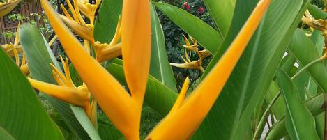 A close-up of a bird of paradise flower with large green leaves in the foreground.