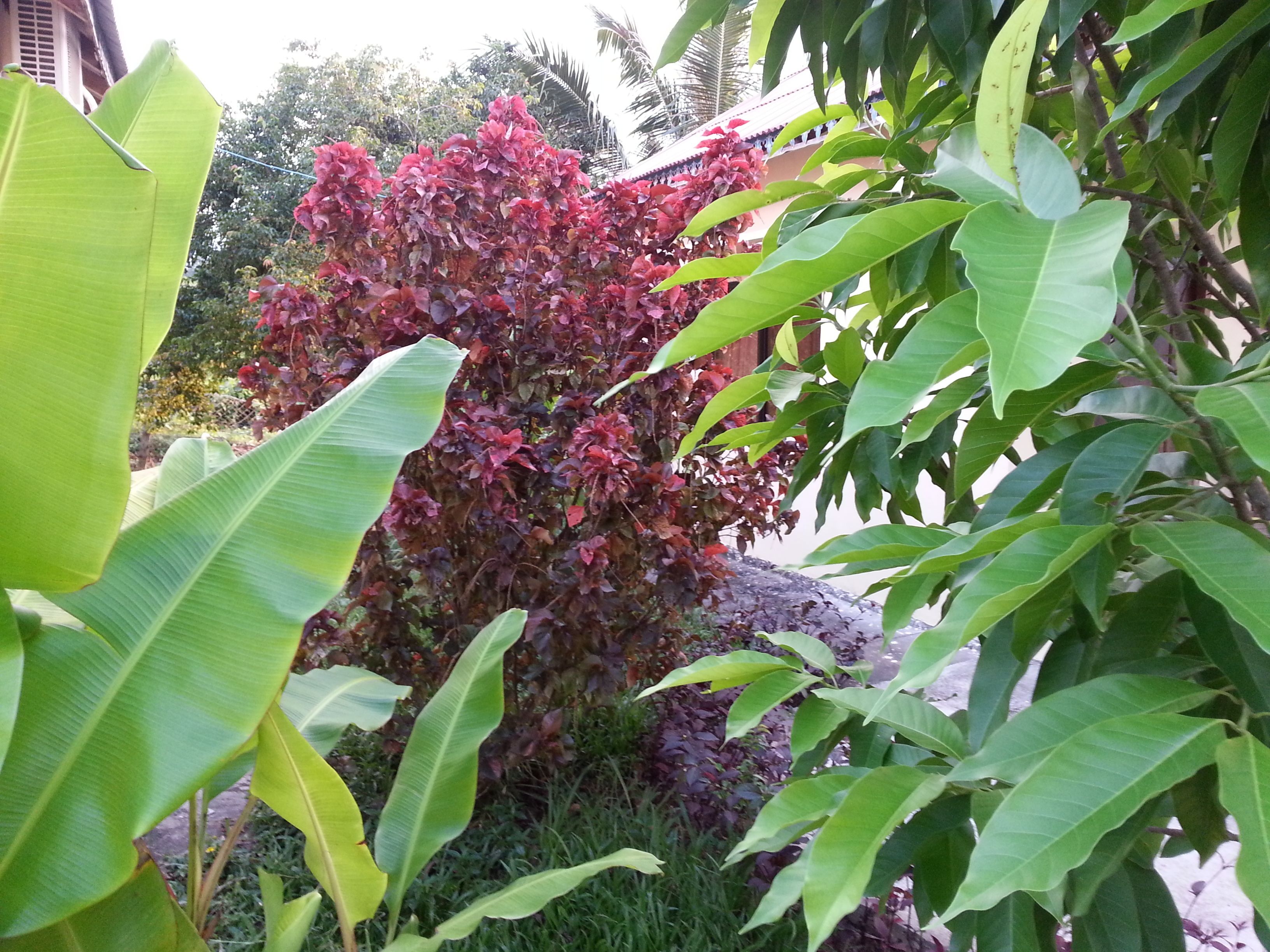 A lush garden with a variety of plants, including large green leaves and a tree with red foliage.