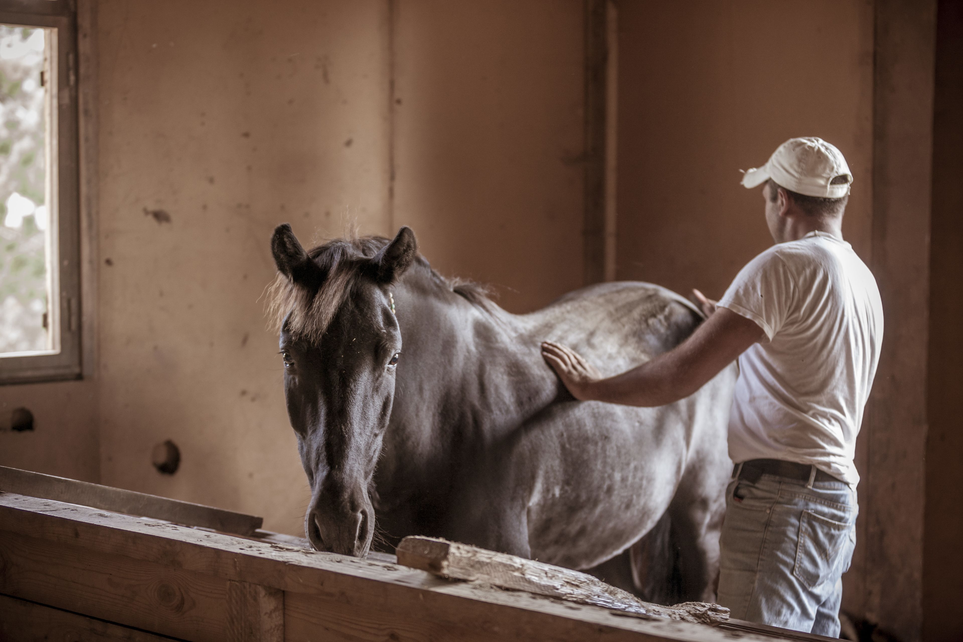 Un espacio interior tranquilo con un caballo y una persona cuidándolo.
