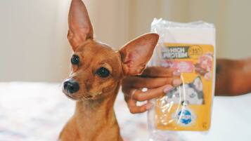 A small dog sitting on a patterned bedspread.