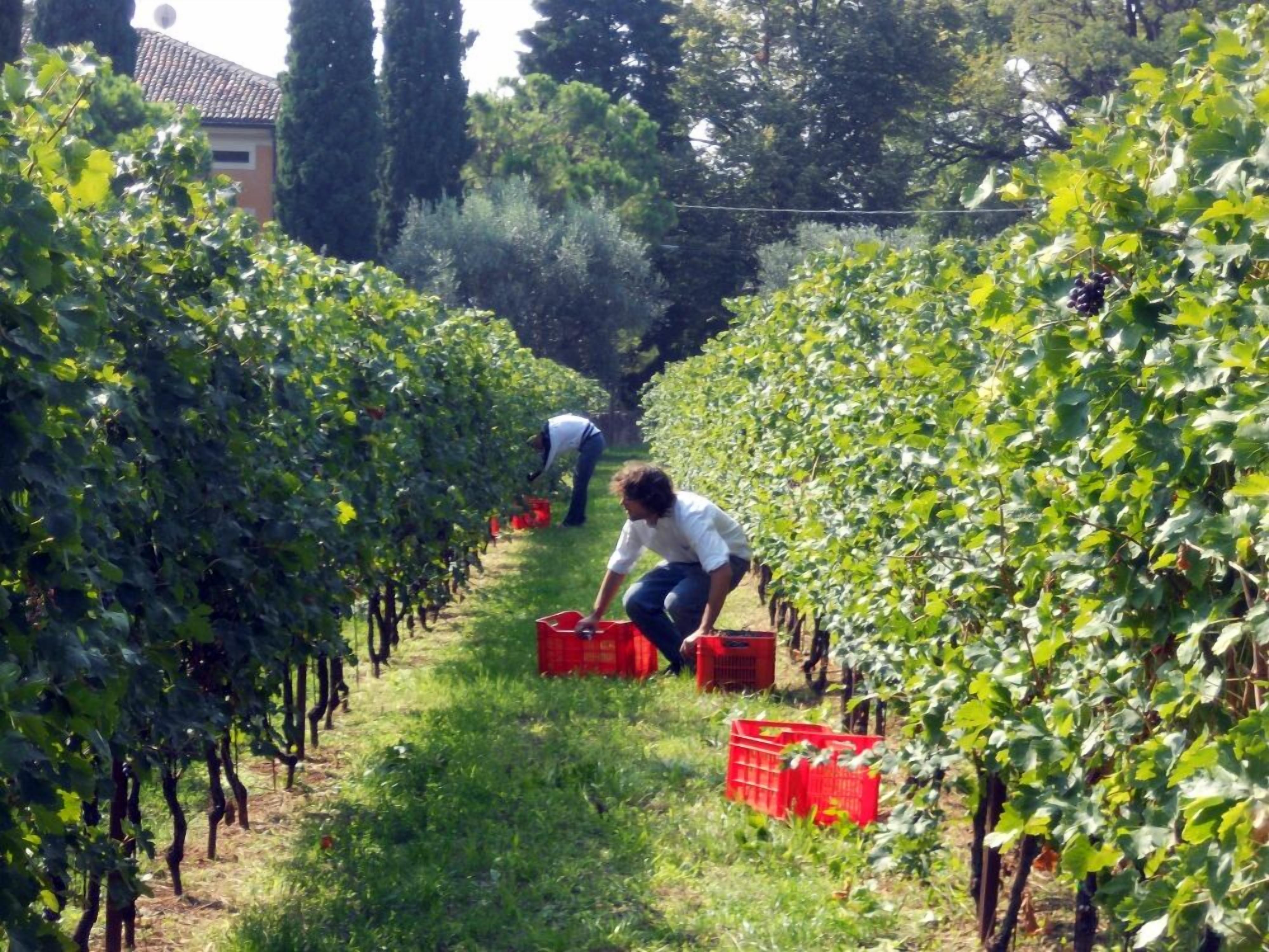 Foto - Corte San Mattia