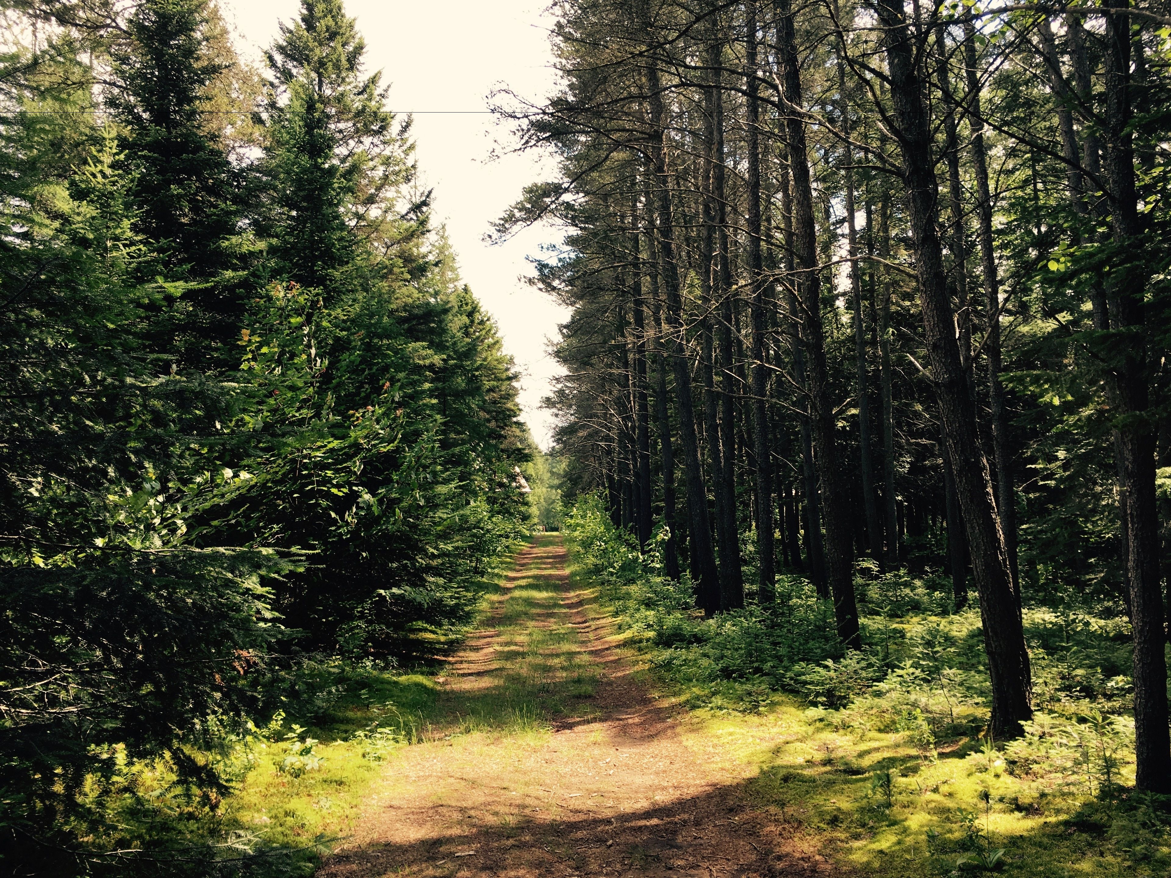 A forested path with tall trees and dense underbrush.