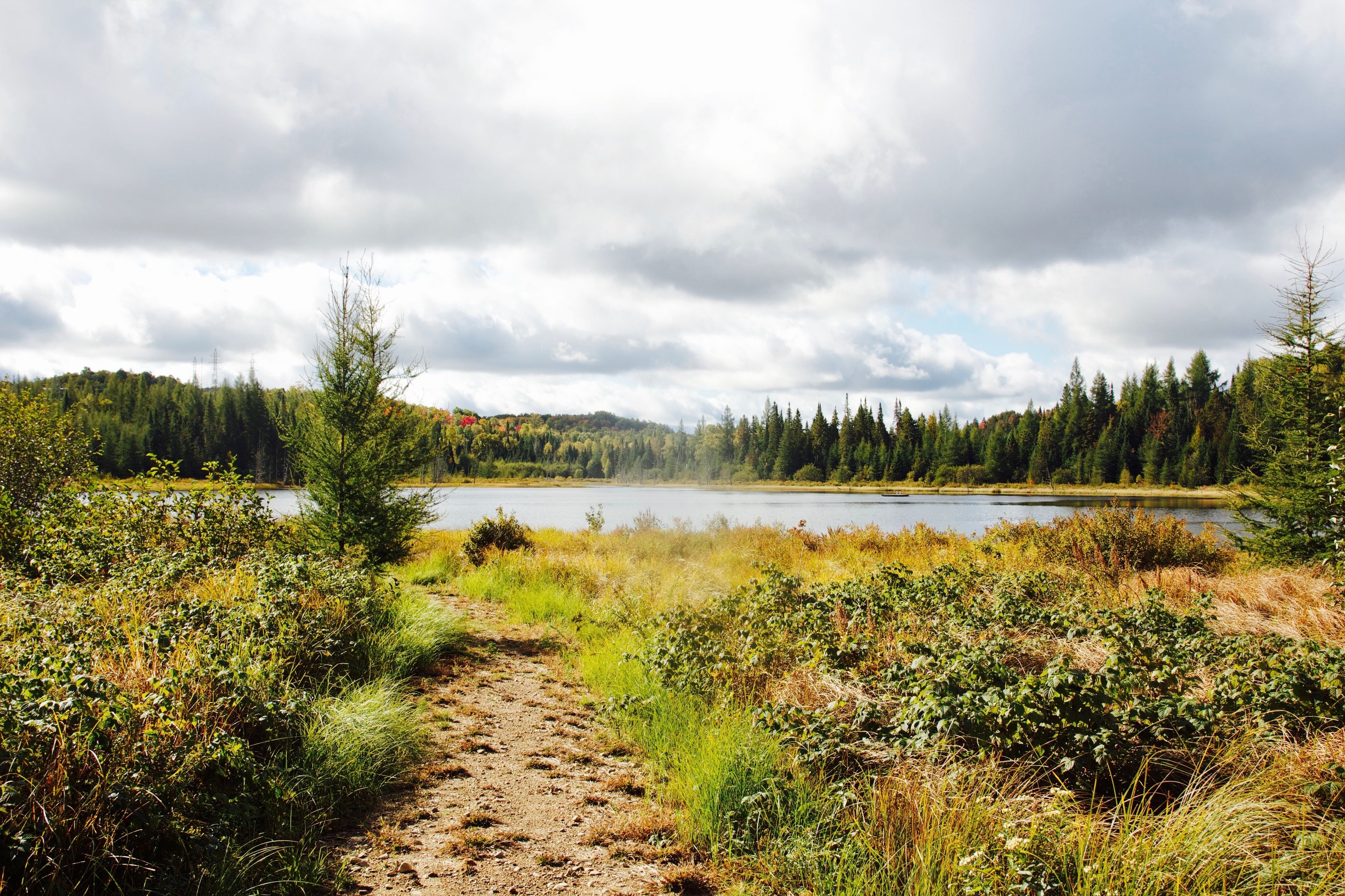 A natural landscape with a lake, dense forest, and a dirt path leading towards the water.