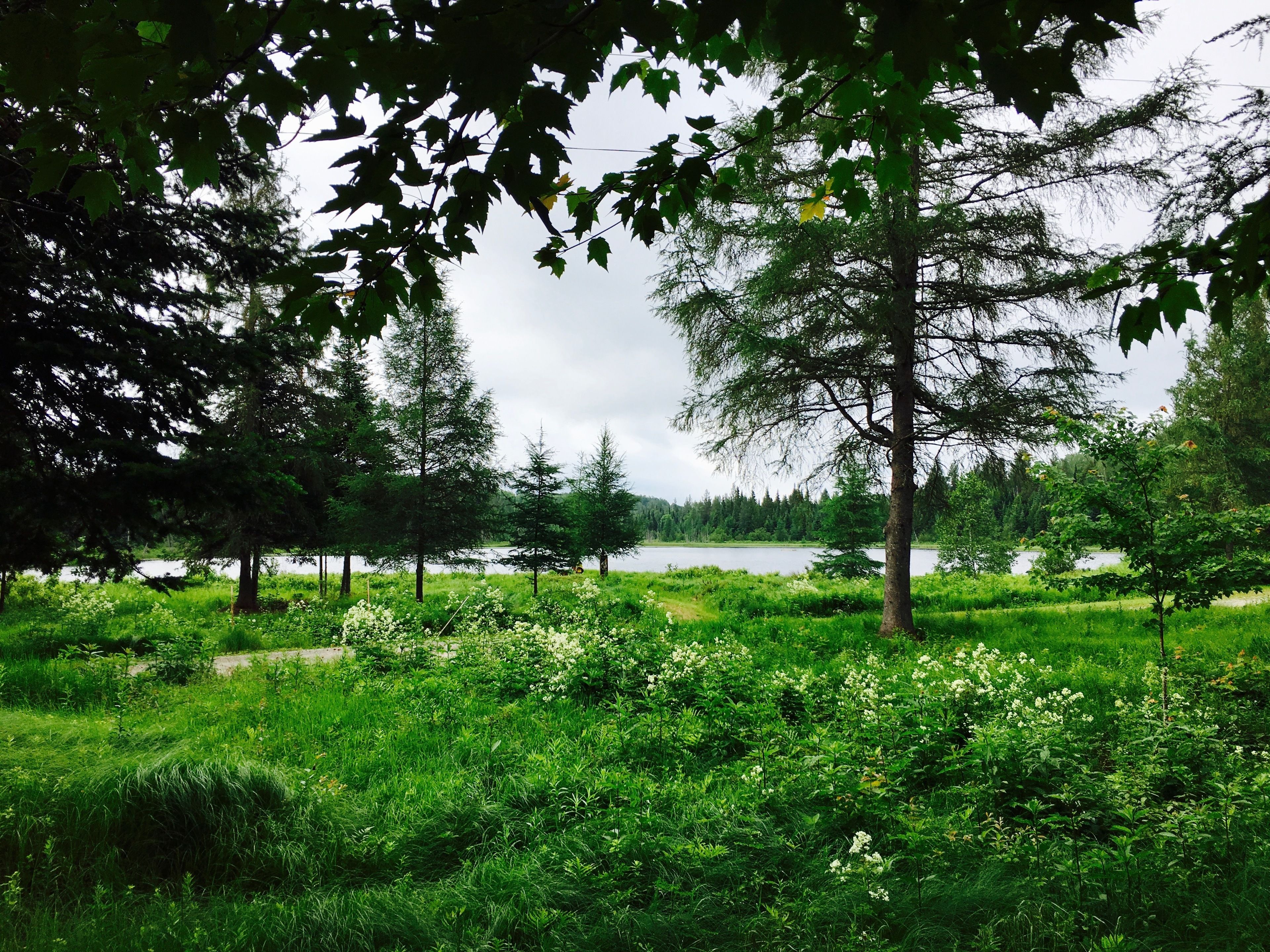 Un paysage naturel comprenant un lac, des arbres et des zones herbeuses.