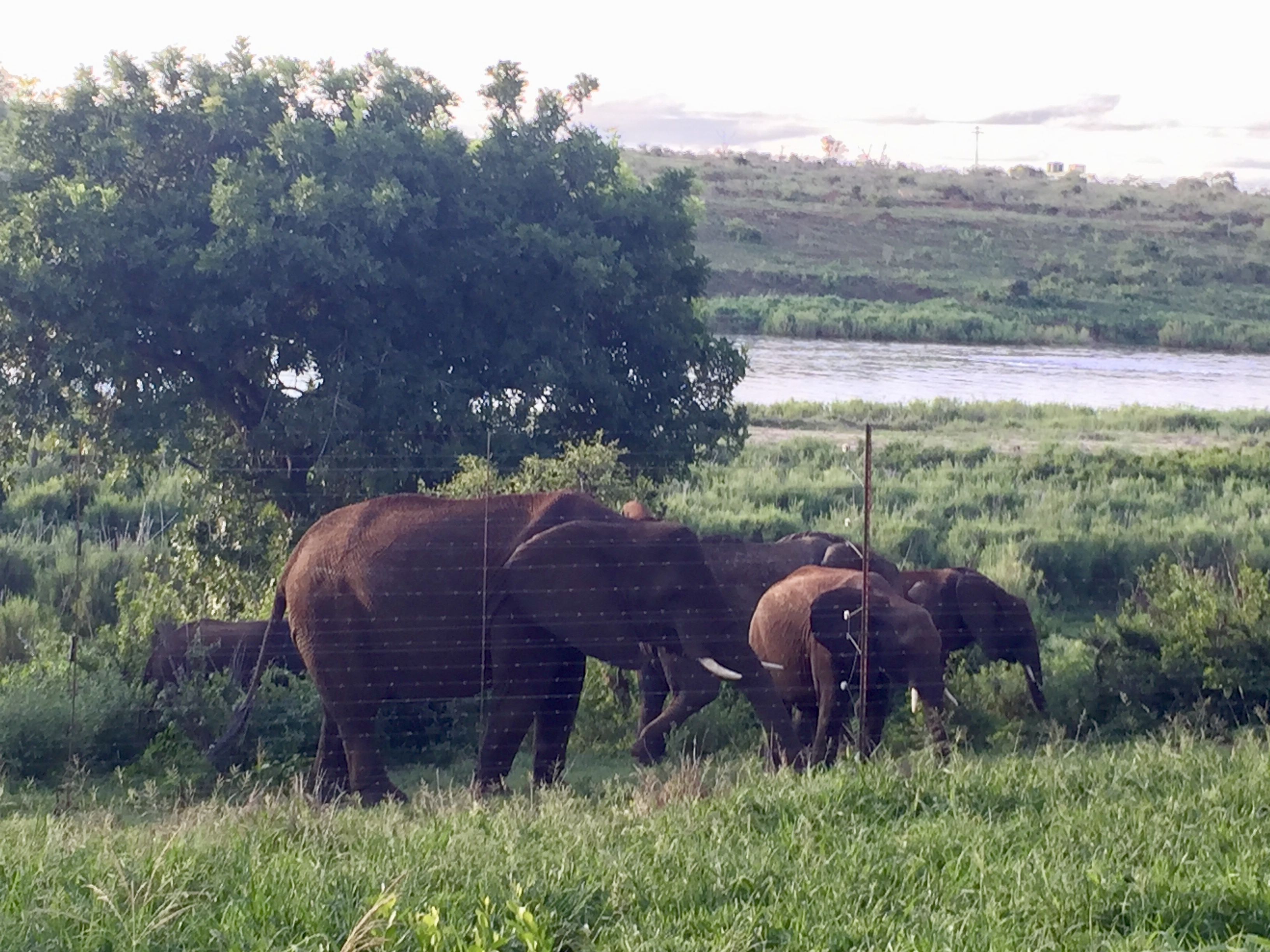 Des éléphants dans une zone herbeuse, avec une rivière et des arbres en arrière-plan.
