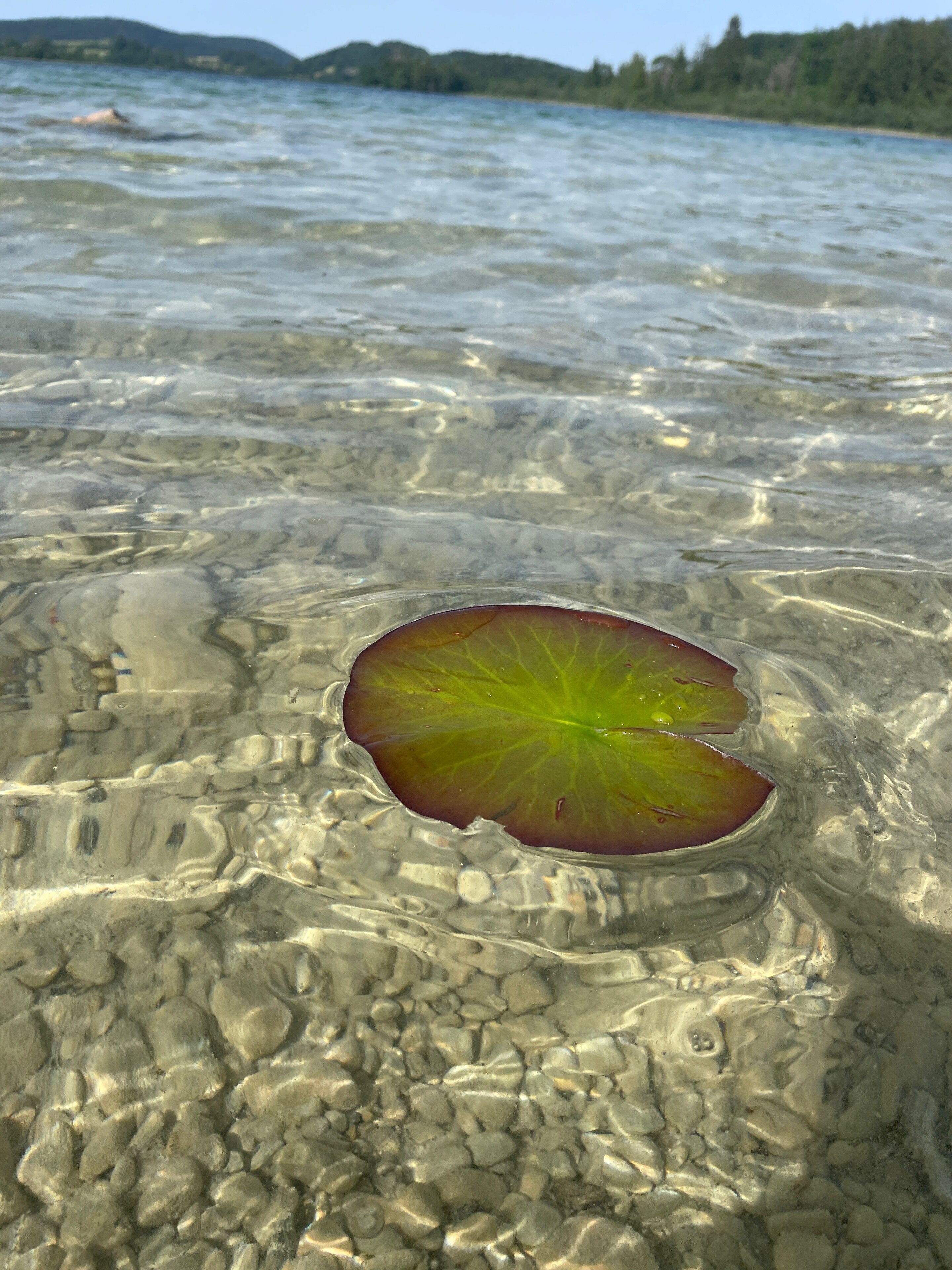 A clear water surface with a single leaf floating on it.