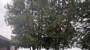 Um gramado com um deck de madeira e um edifício.