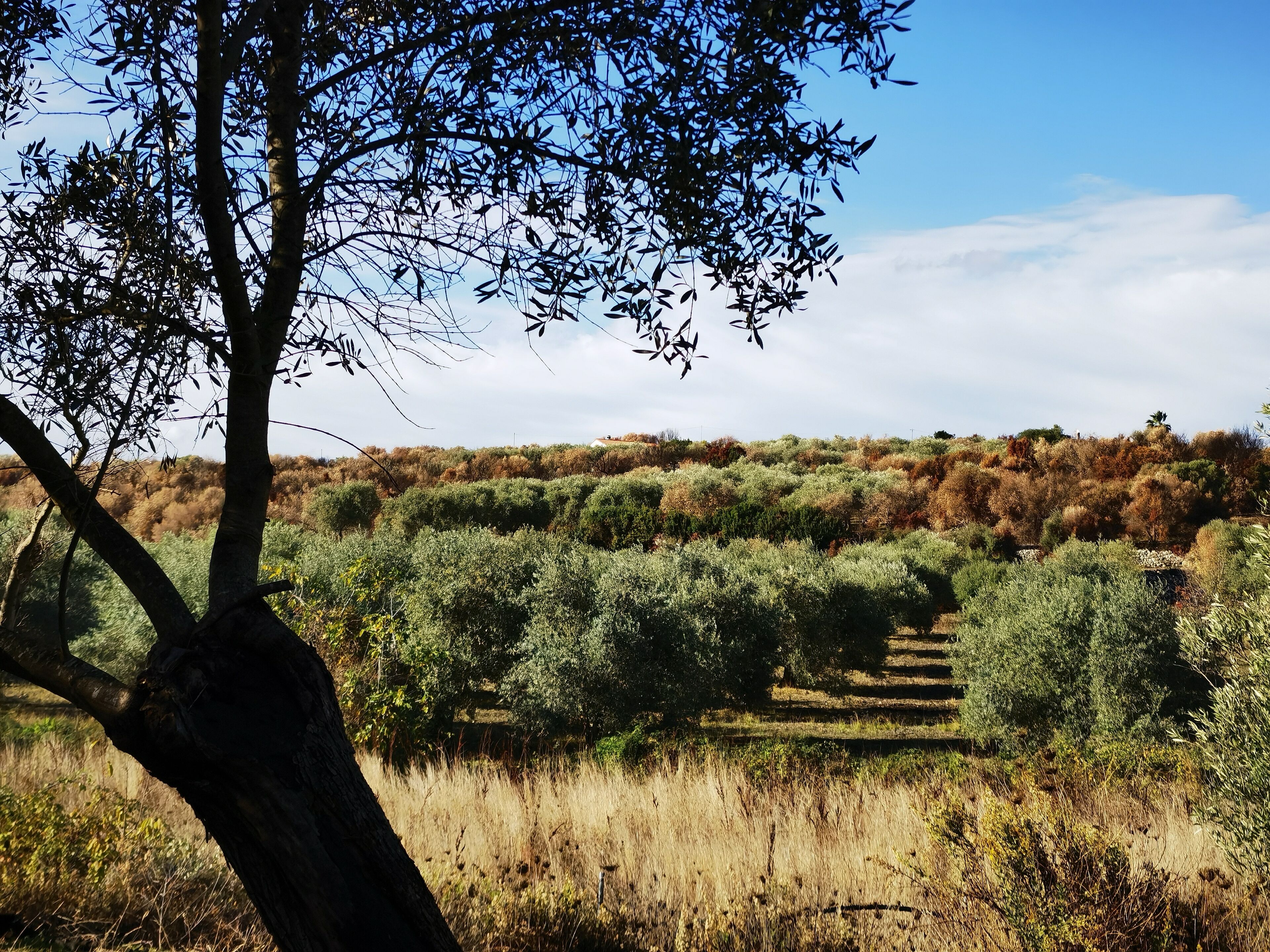 A natural landscape with a tree in the foreground and a hill with dense shrubbery in the background.