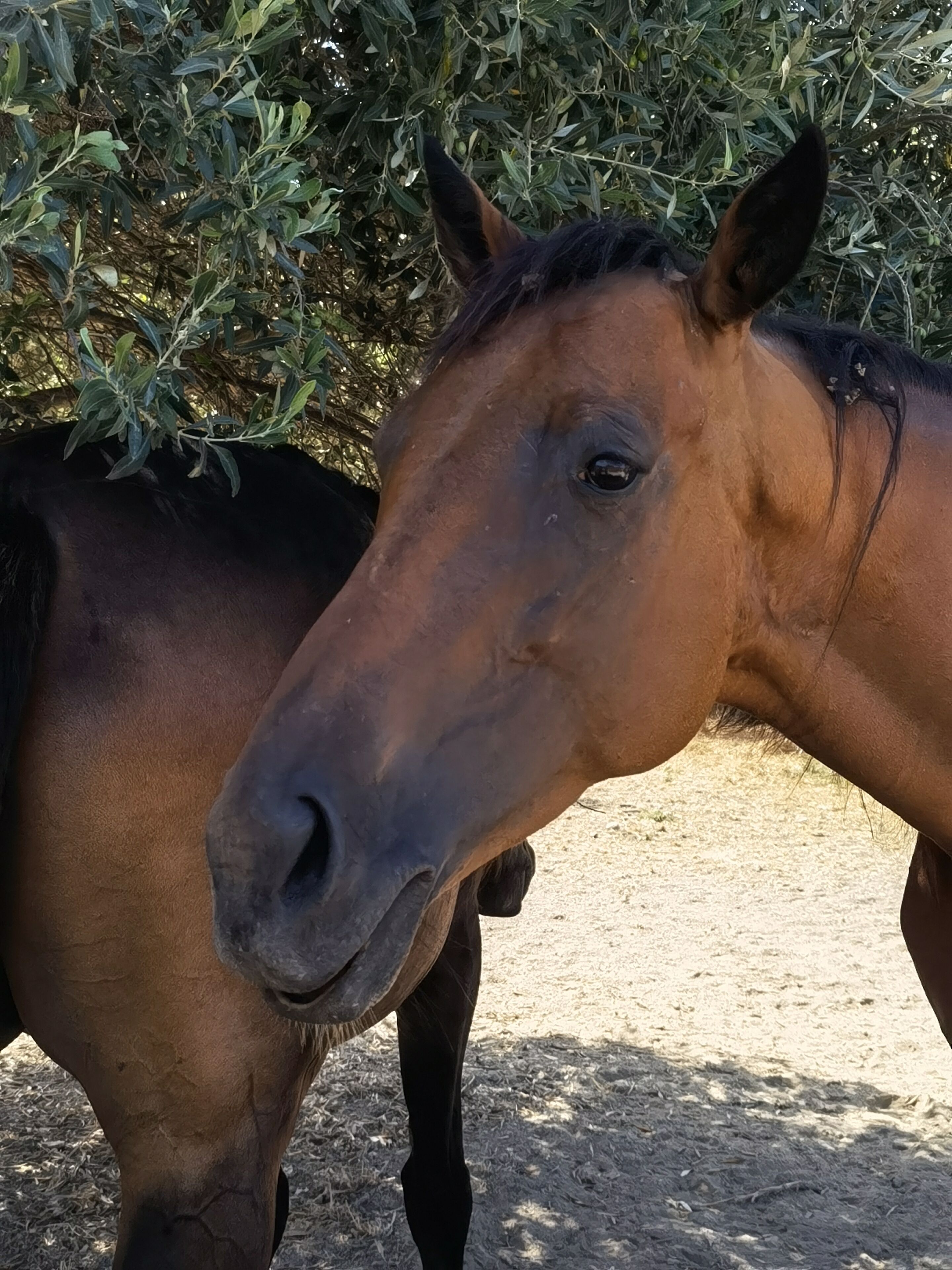 Foto - La Corte degli Ulivi - Albergo Rurale