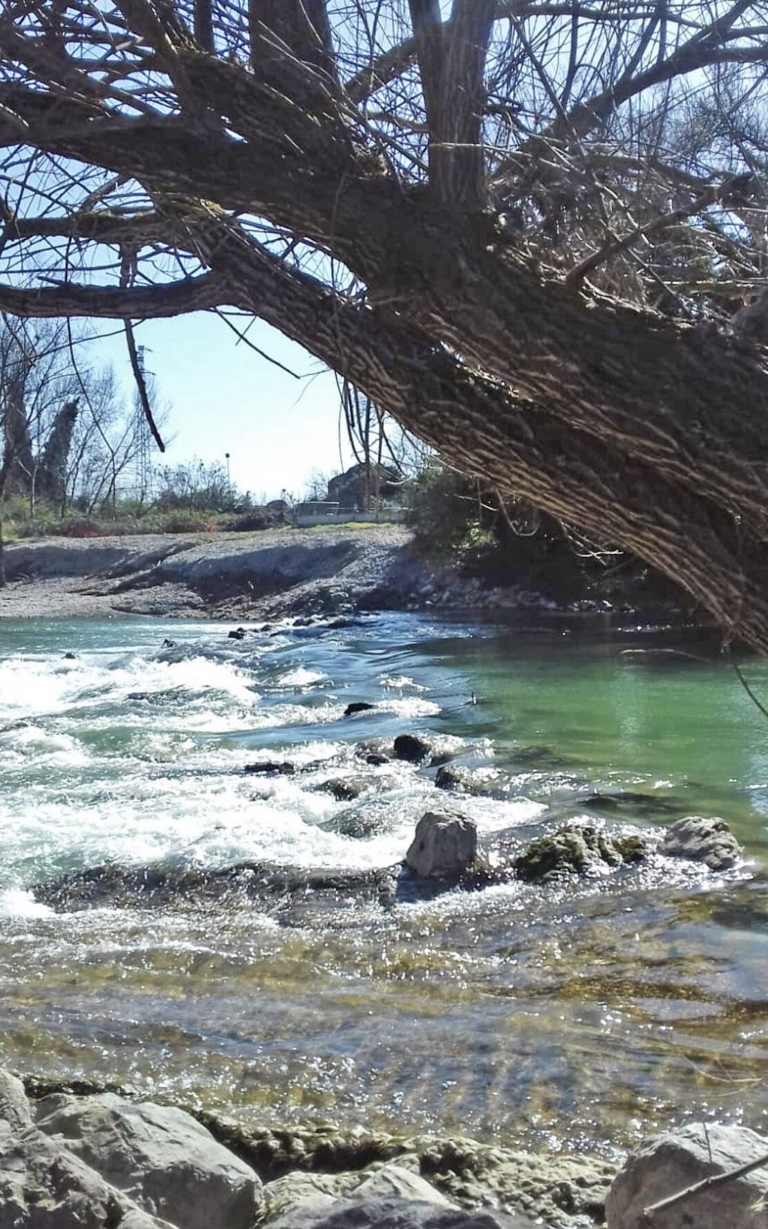A river with clear water flowing over rocks, surrounded by bare trees and a clear sky.