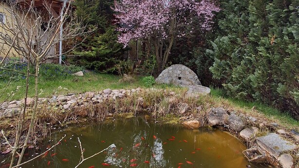 A pond with koi fish, a swan, and a flowering tree. - Ferienhaus in Idyllischer Dorfrandlage (Gülzow-Prüzen)