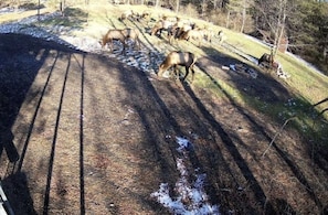 Um grupo de veados pastando em uma área gramada com árvores ao fundo.
