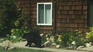 Un ours noir marchant sur un trottoir devant une maison en bois avec une fenêtre.