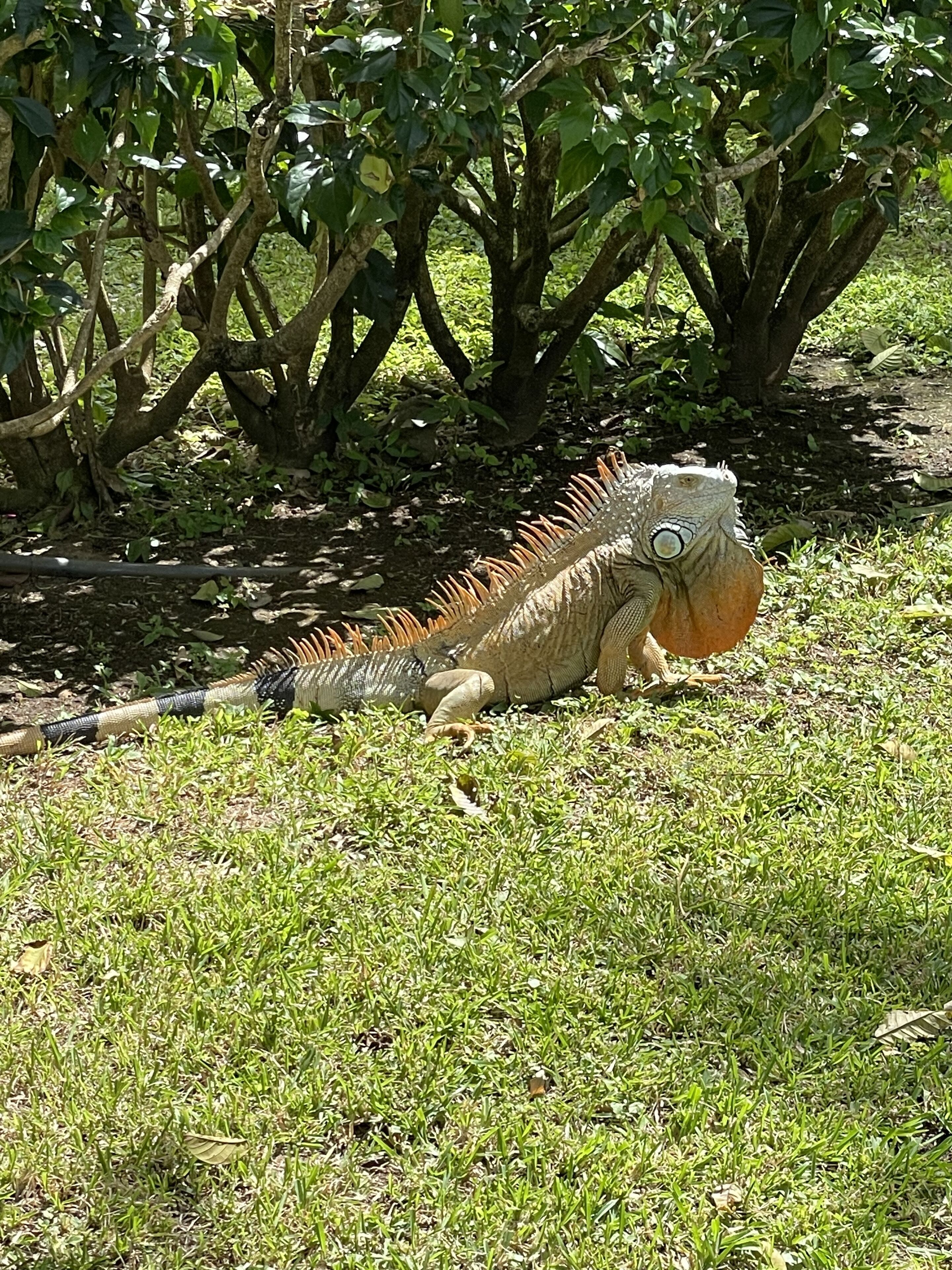 Beautiful Iguanas everywhere along with other amazing wildlife