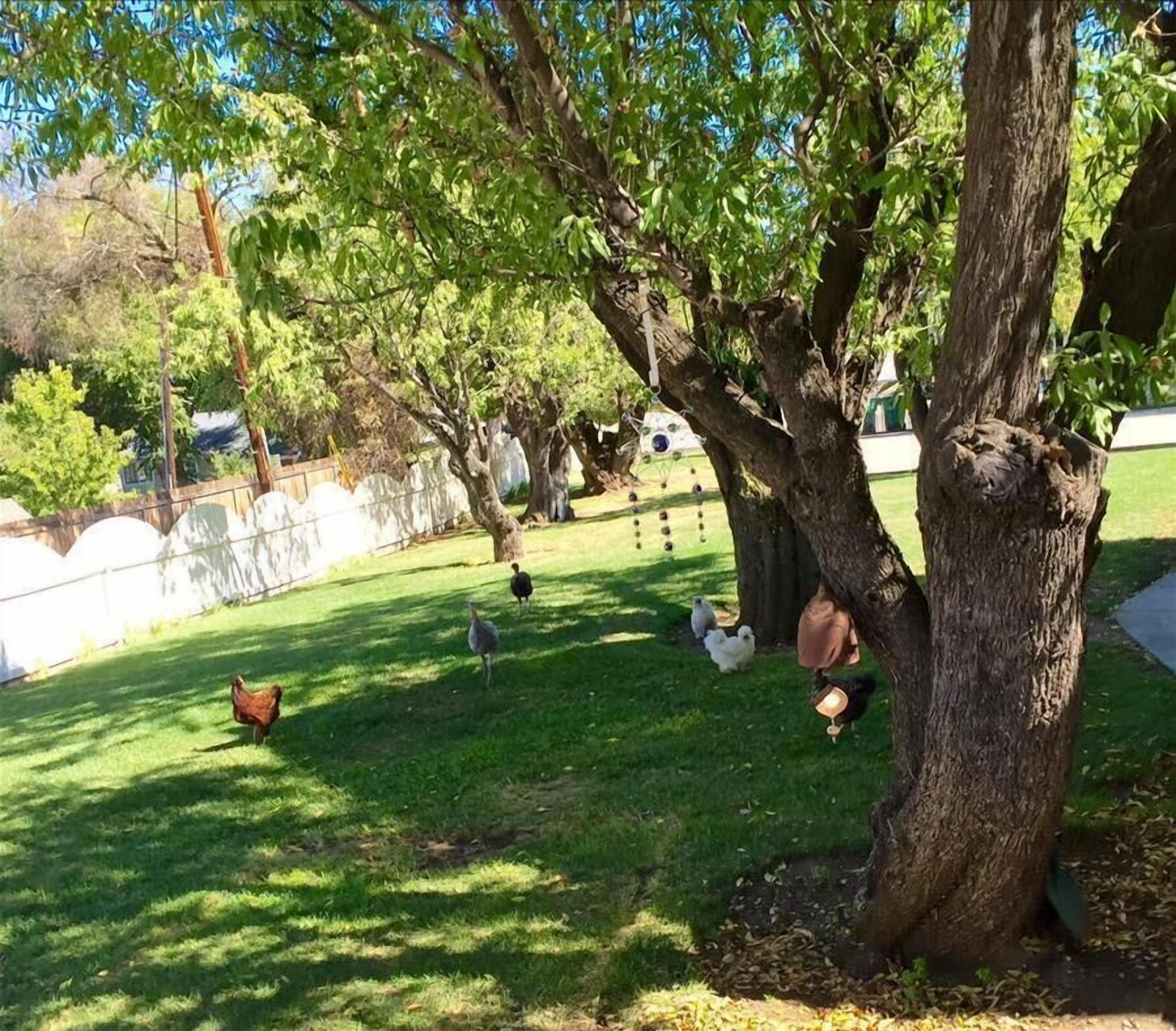 A grassy area with trees and a fence in the background.