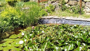 Un étang avec des nénuphars et une clôture en bois.