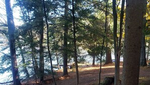 A forested area with tall trees and a dirt path.