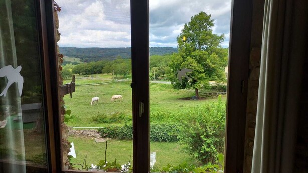 A view through a window with a metal screen, revealing a grassy area with a tree and a sheep.