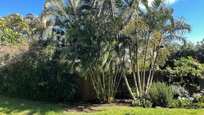 Un jardin agrémenté de palmiers et de divers arbustes.