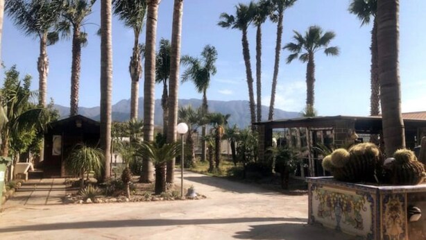 A courtyard with tall palm trees, a cactus display, and a small building with steps leading up to it. - COMFORT HOUSE-Pompeii(archaeological excavations) (Pompei)