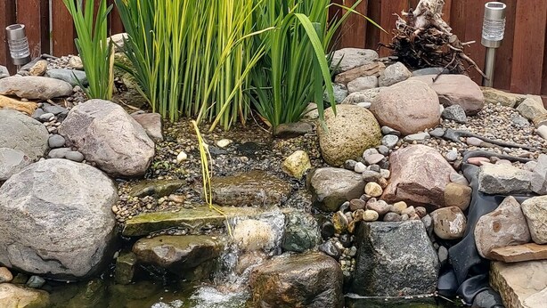 Un jardin à l’arrière d’une maison, avec un petit étang, de grandes plantes vertes et une clôture en bois.