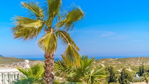 A palm tree with a clear view of the surrounding landscape and distant hills.