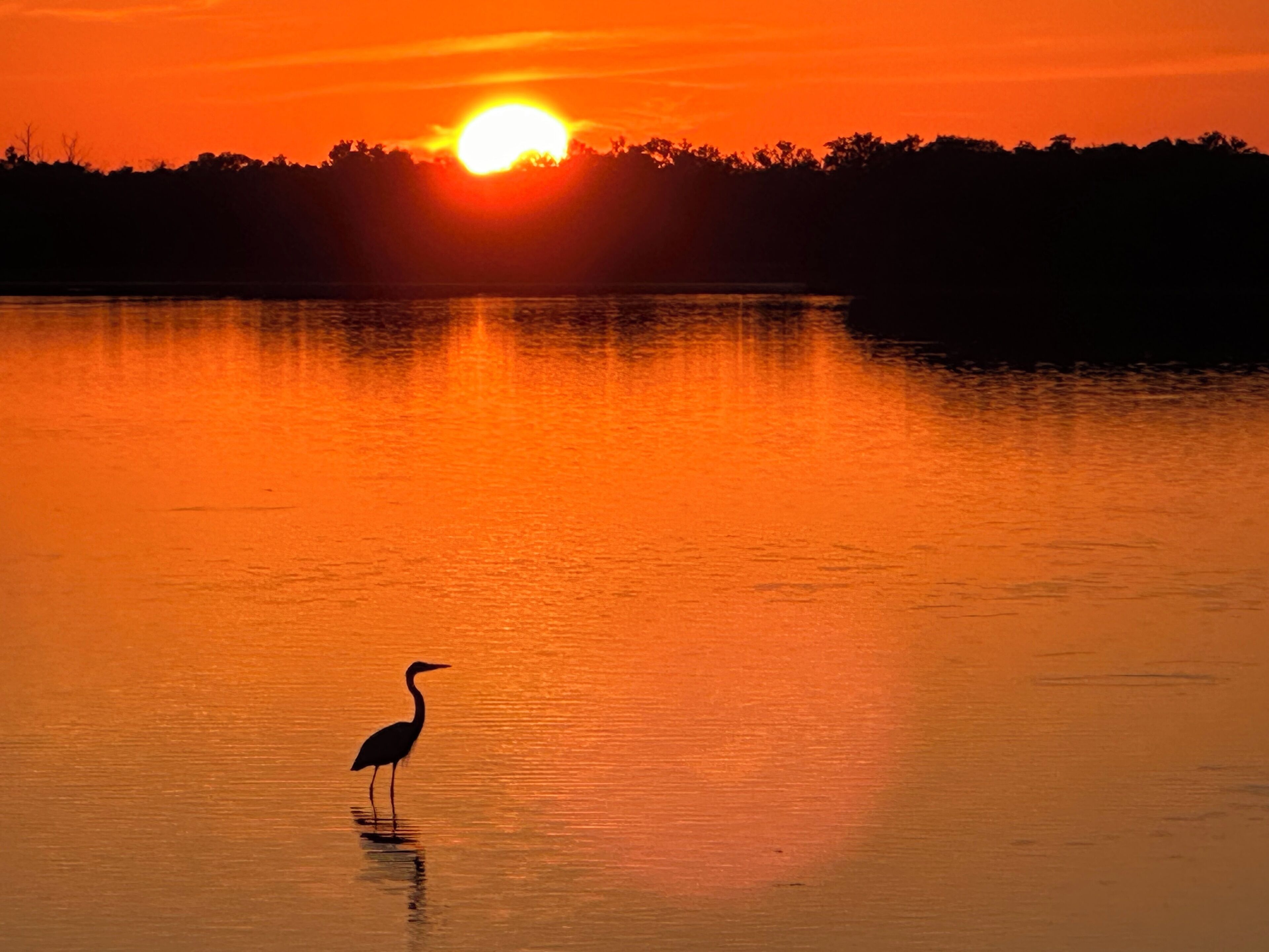 Een zonsondergang boven een kalm wateroppervlak, met het silhouet van een vogel op de voorgrond.