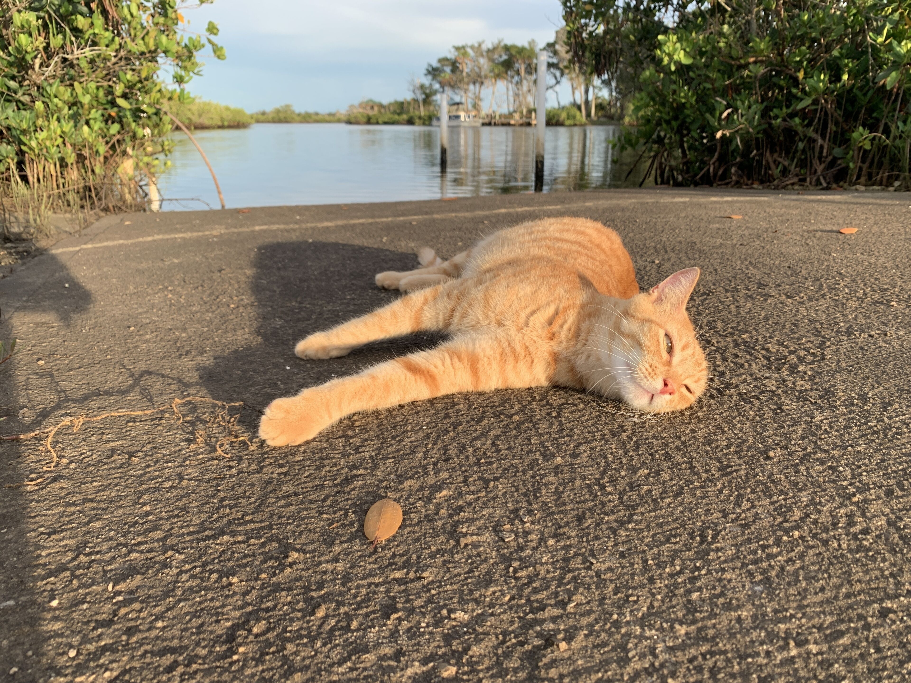 Un chat est allongé sur une surface pavée, près d’une étendue d’eau dont les rives sont bordées de végétation.