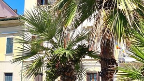 Escena urbana con coches aparcados y una palmera en primer plano.