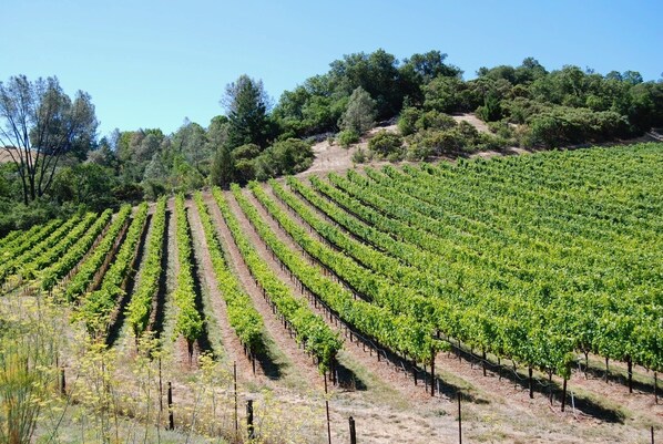 Viñedo con hileras de vides en una colina.
